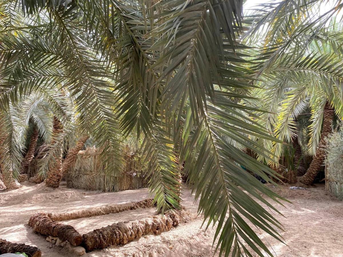 Forest Camp Siwa - كامب الغابة Siwa Oasis Exterior foto