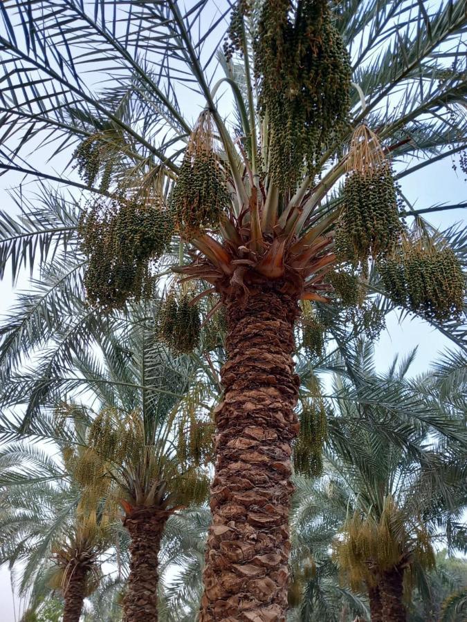 Forest Camp Siwa - كامب الغابة Siwa Oasis Exterior foto