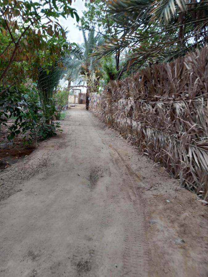 Forest Camp Siwa - كامب الغابة Siwa Oasis Exterior foto