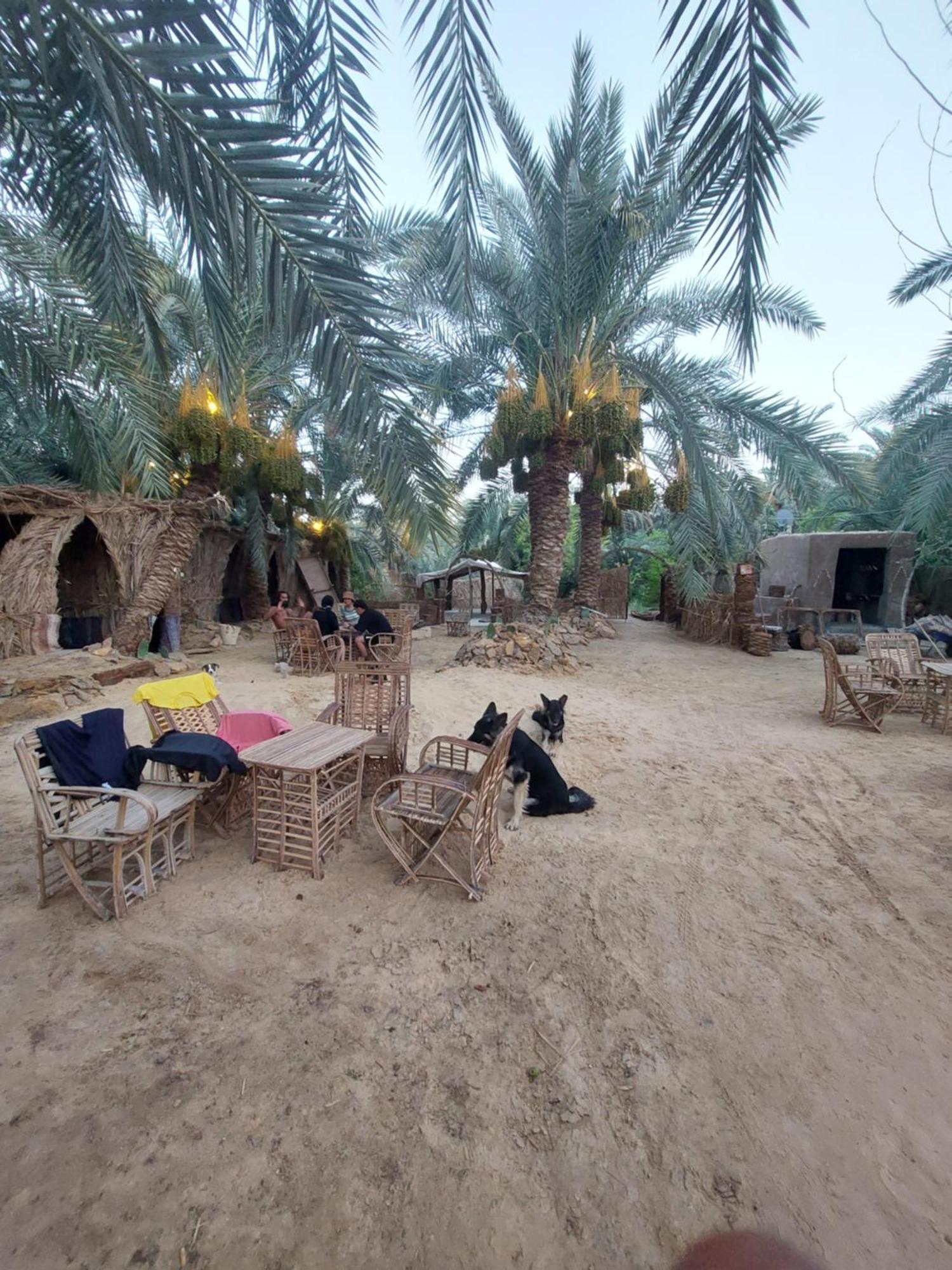 Forest Camp Siwa - كامب الغابة Siwa Oasis Exterior foto